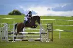 horse jump